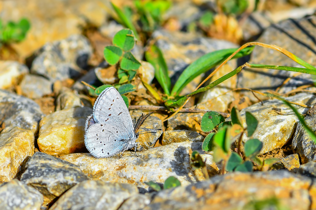Celastrina argiolus - bengeboglárka
