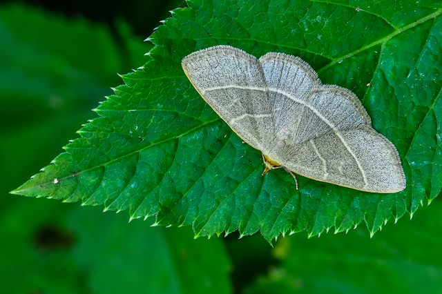 Trisateles emortualis - sárgacsíkos karcsúbagoly