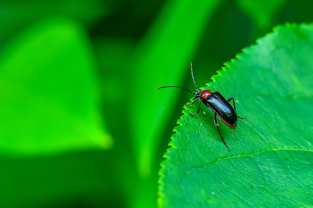 Dinoptera collaris - vörösnyakú virágcincér