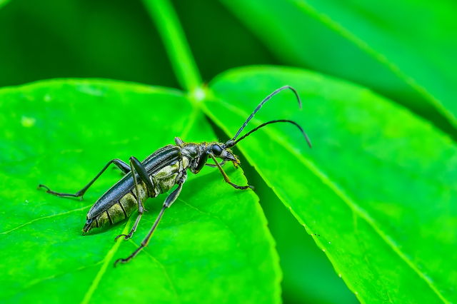 Stenocorus meridianus - fűz-gyökércincér