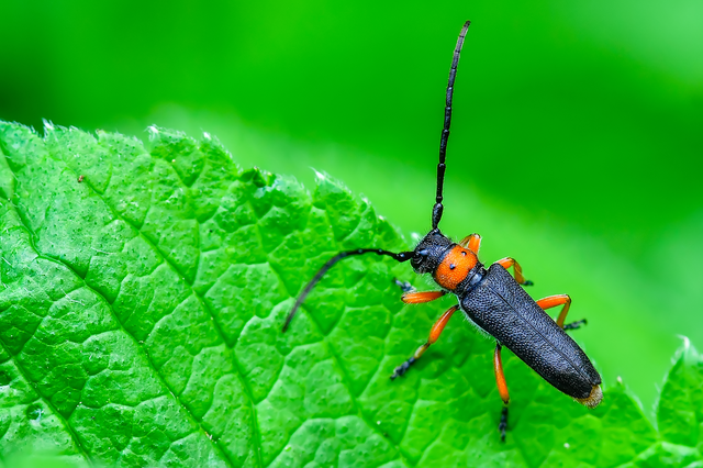 Phytoecia affinis - feketefejű cincér