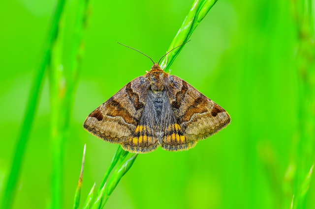 Euclidia glyphica - közönséges nappalibagoly