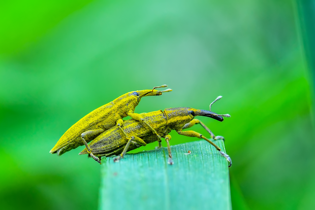 Lixus iridis - bürökfúró dudvabarkó