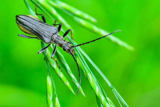 Stenocorus meridianus - fűz-gyökércincér