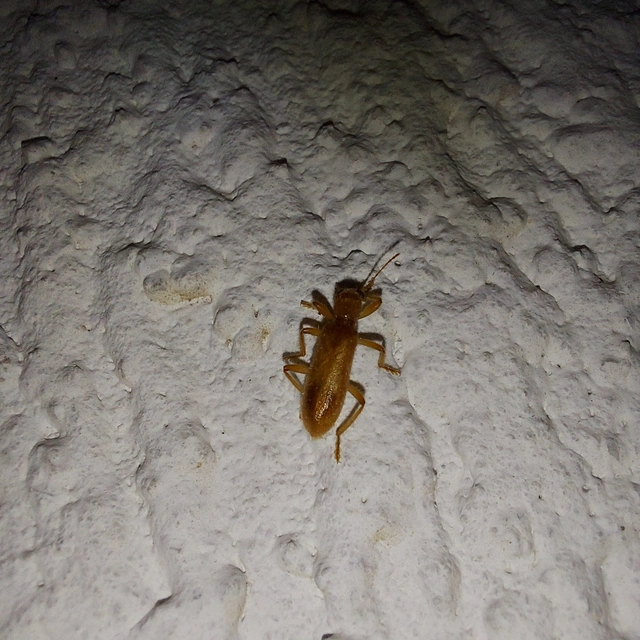 Opilo pallidus - sárga szúfarkas