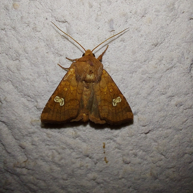 Amphipoea oculea - nagyfoltú lápibagoly