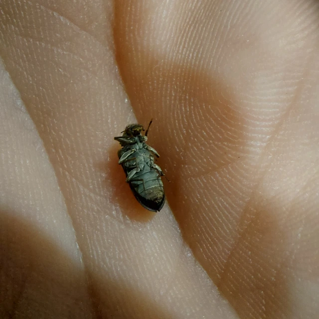 Potamophilus acuminatus - nagy karmosbogár