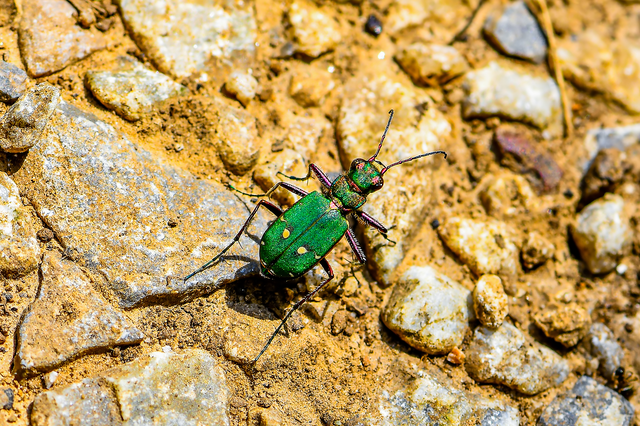 Cicindela campestris - mezei homokfutrinka