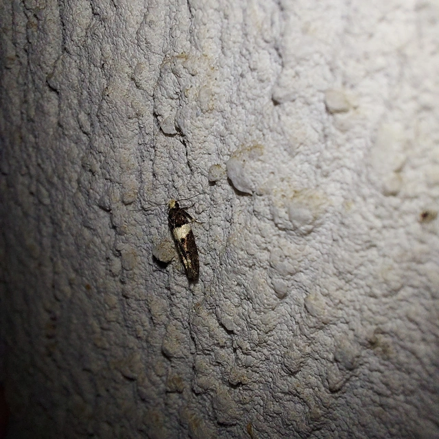 Recurvaria leucatella - nagy vörös-rügysodrómoly