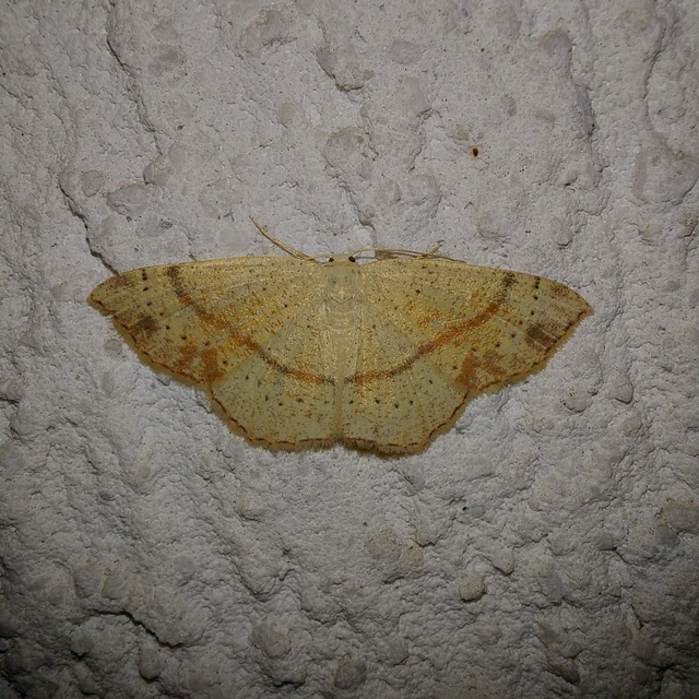 Cyclophora punctaria - sávos pettyesaraszoló