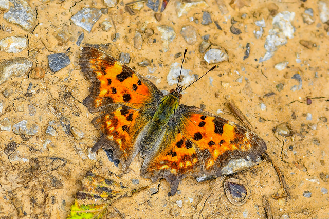 Nymphalis c-album - C-betűs lepke