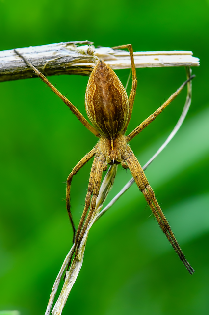 Pisaura mirabilis - csodáspók