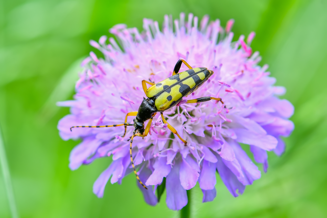 Rutpela maculata - tarkacsápú karcsúcincér