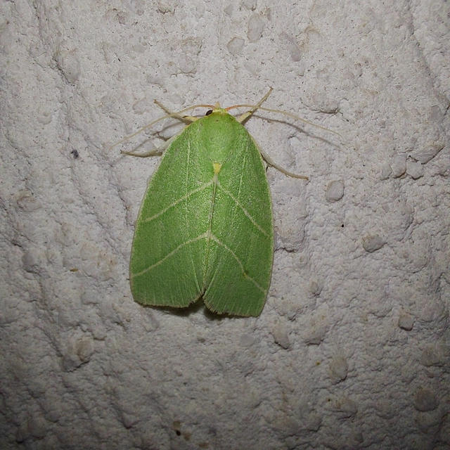 Bena bicolorana - tölgyfa-zöldbagoly