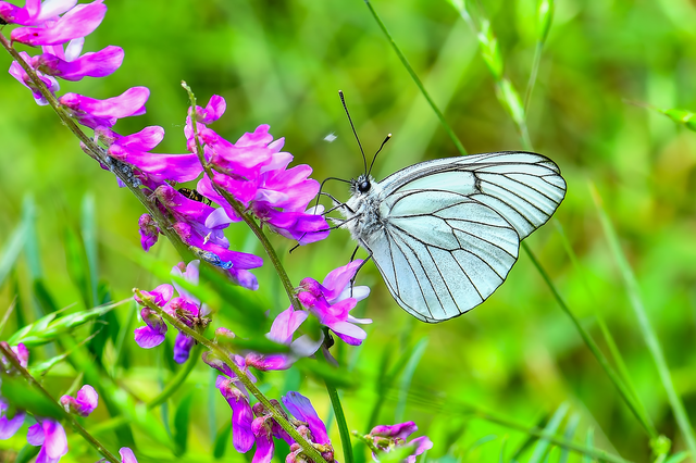 Aporia crataegi - galagonyalepke