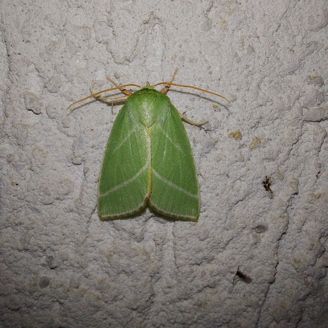 Pseudoips prasinana - bükkfa-zöldbagoly