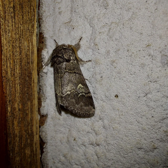 Drymonia querna - tölgyfa-púposszövő