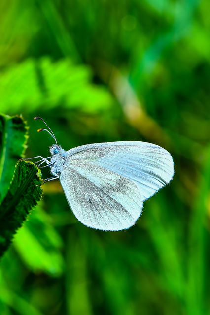 Leptidea sinapis - mustárlepke