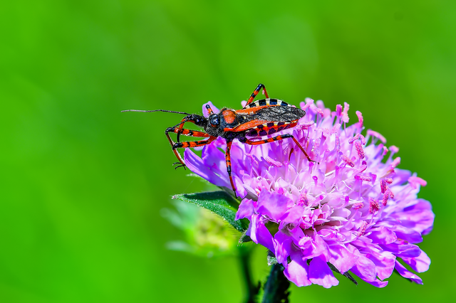 Rhynocoris iracundus - közönséges gyilkospoloska