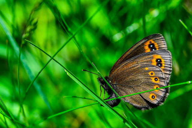 Erebia medusa - tavaszi szerecsenlepke