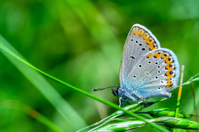 Plebejus argyrognomon - tintakék boglárka