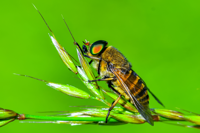 Diptera - Kétszárnyúak