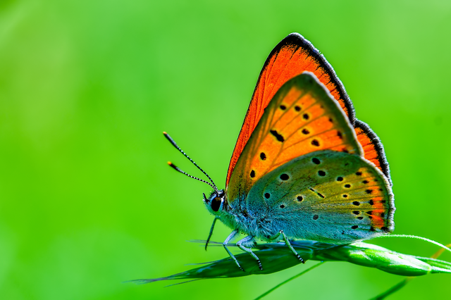 Lycaena dispar rutilus - nagy tűzlepke