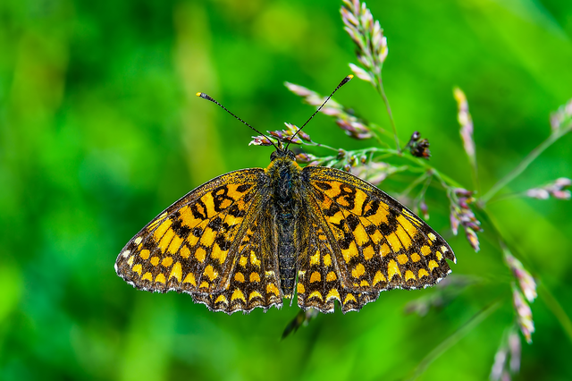 Melitaea phoebe - nagy tarkalepke