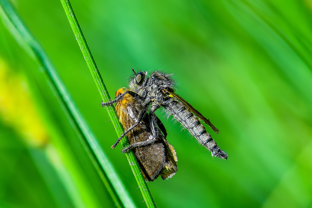 Diptera - Kétszárnyúak