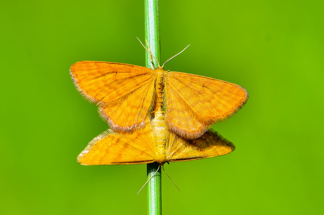 Idaea serpentata - kis sávosaraszoló
