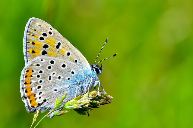 Lycaena alciphron - ibolyás tűzlepke