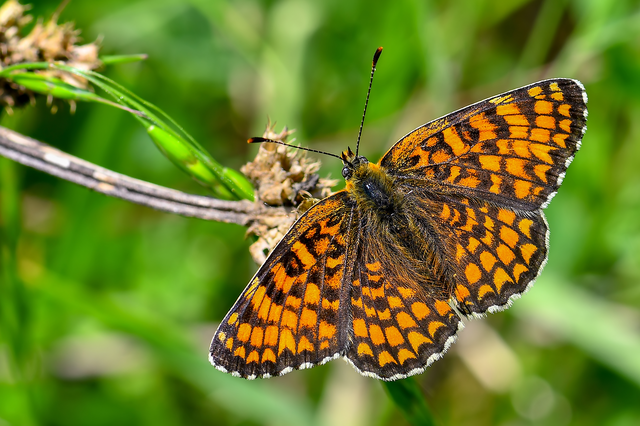 Melitaea phoebe - nagy tarkalepke