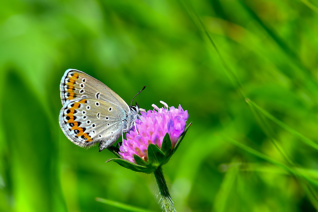 Plebejus argyrognomon - tintakék boglárka