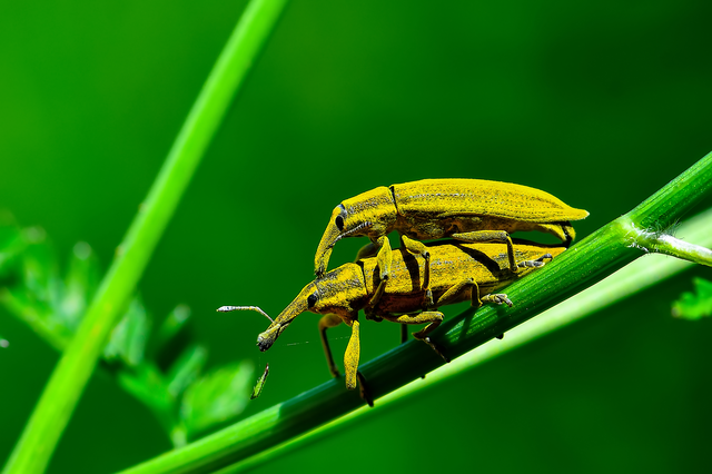 Lixus iridis - bürökfúró dudvabarkó