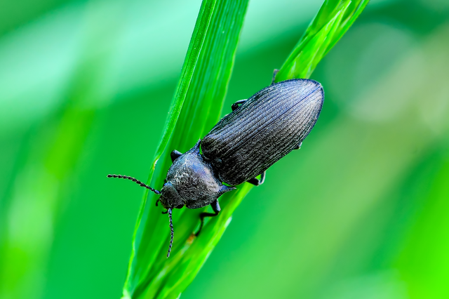 Selatosomus latus - széles pattanó