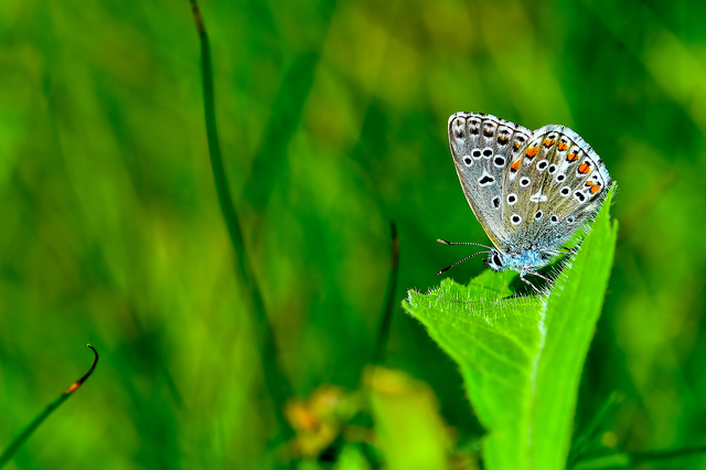Polyommatus bellargus - égszínű boglárka