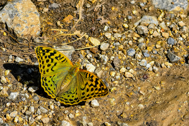 Argynnis pandora - zöldes gyöngyházlepke