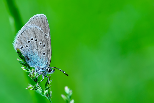 Cyaniris semiargus - aprószemes boglárka