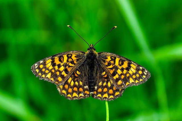 Melitaea phoebe - nagy tarkalepke