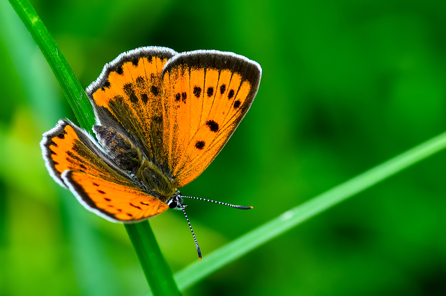 Lycaena dispar rutilus - nagy tűzlepke