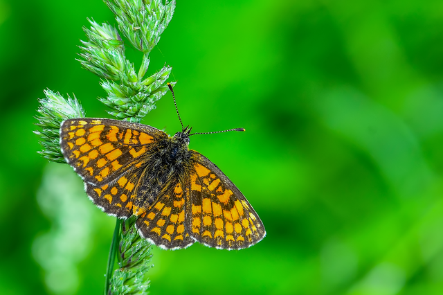 Melitaea athalia - közönséges tarkalepke