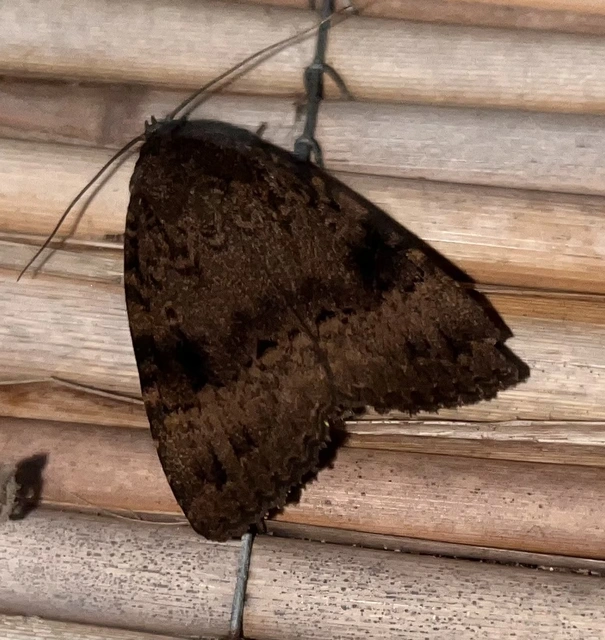 Amphipyra pyramidea - fahéjszínű bagoly