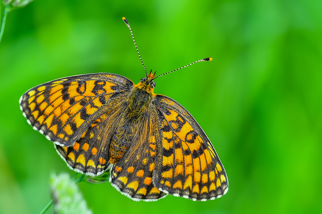Melitaea phoebe - nagy tarkalepke