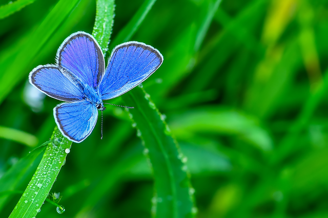 Plebejus argyrognomon - tintakék boglárka