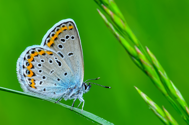 Plebejus argyrognomon - tintakék boglárka