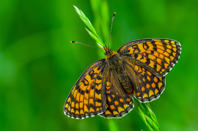 Melitaea phoebe - nagy tarkalepke