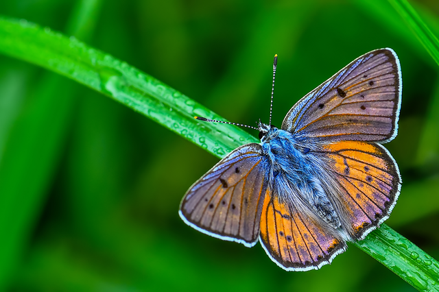 Lycaena alciphron - ibolyás tűzlepke