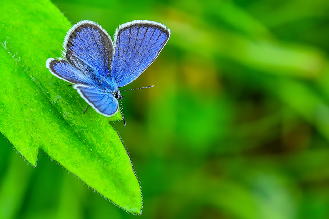 Plebejus argyrognomon - tintakék boglárka
