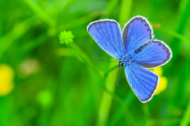Plebejus argyrognomon - tintakék boglárka
