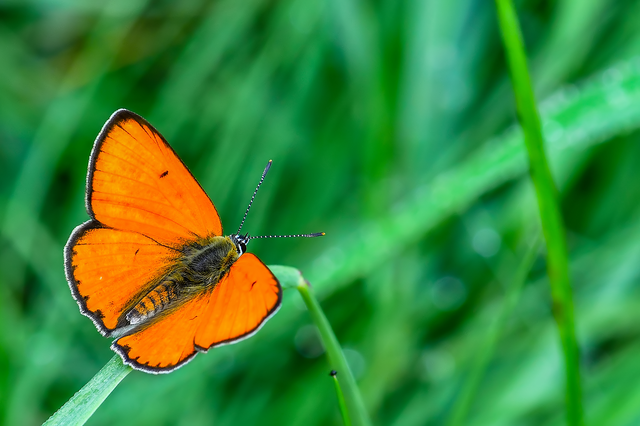 Lycaena dispar rutilus - nagy tűzlepke